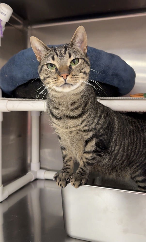 TALA - Domestic Short Hair available for adoption