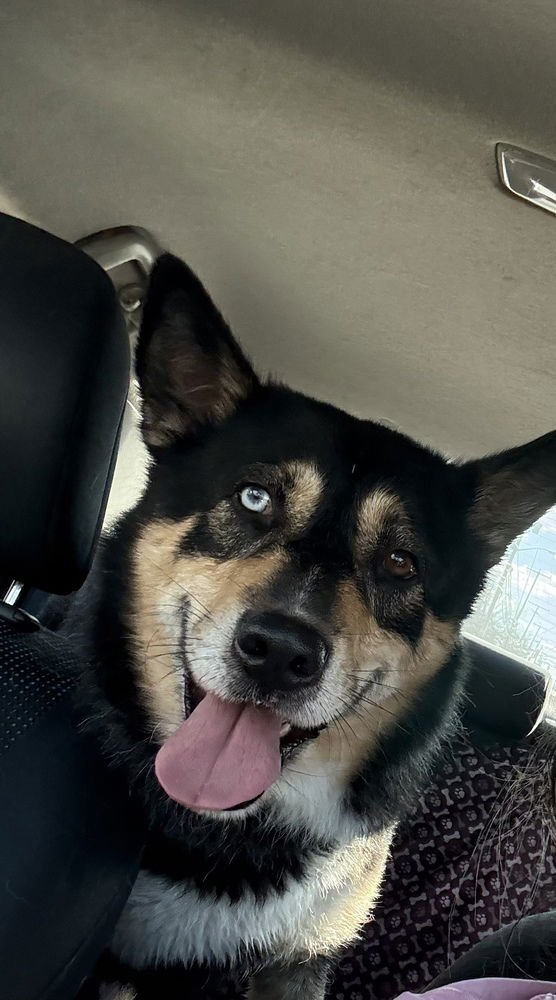 TOBY - Shepherd / Husky available for adoption