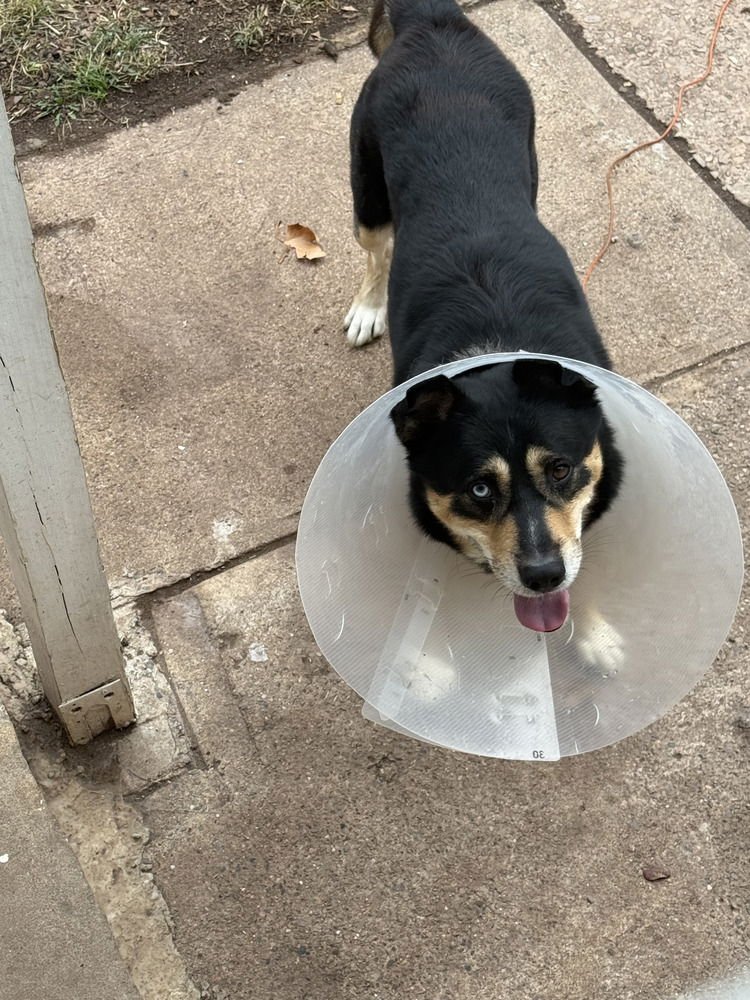 TOBY - Shepherd / Husky available for adoption