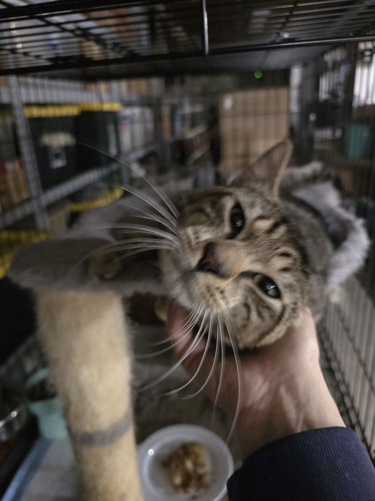 MR. JONES - Domestic Short Hair available for adoption