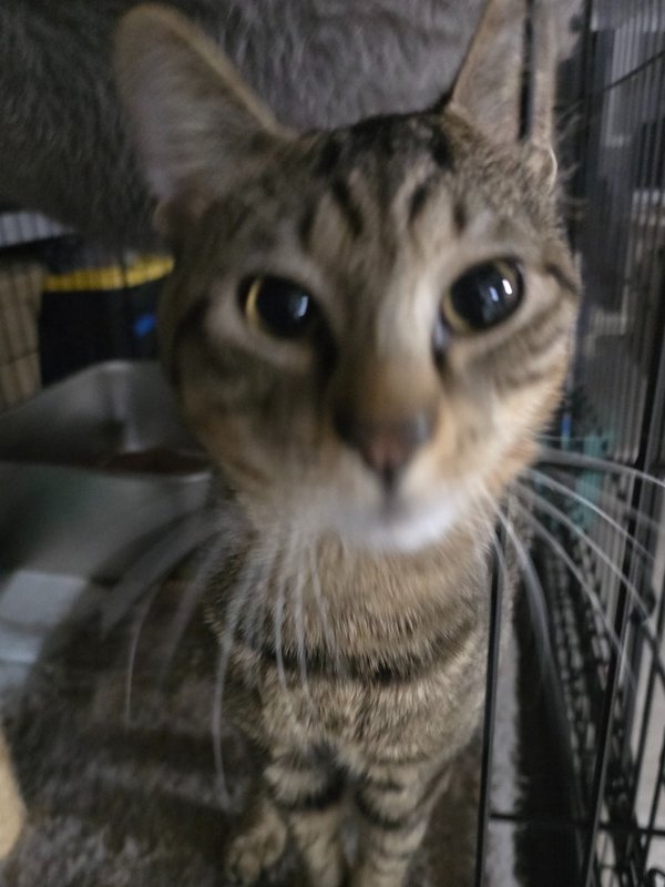 MR. JONES - Domestic Short Hair available for adoption