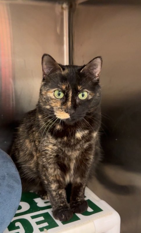 DAWN - Domestic Short Hair available for adoption