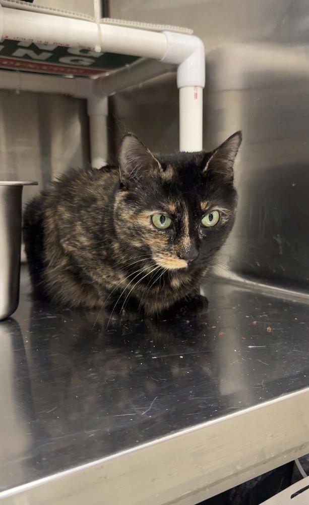 DAWN - Domestic Short Hair available for adoption