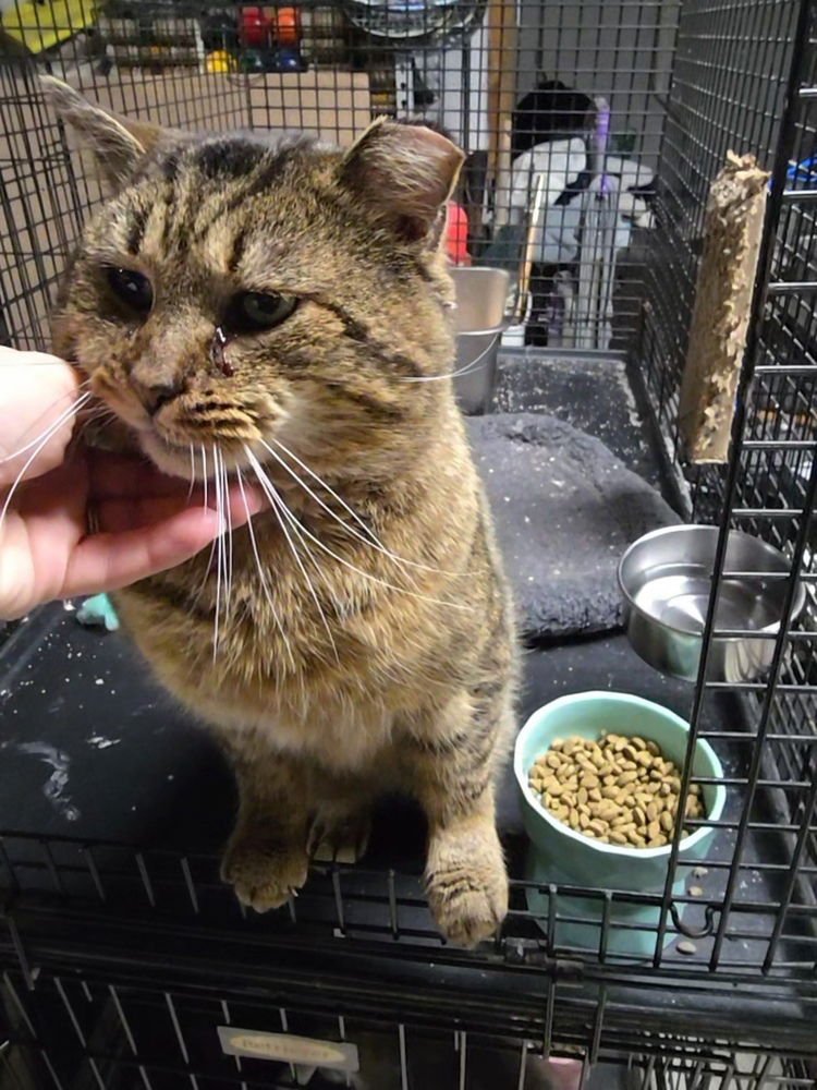 ROCCO - Domestic Short Hair available for adoption