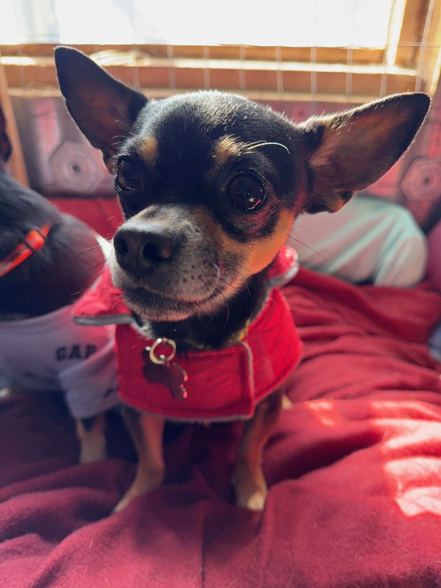 BB - Chihuahua / Miniature Pinscher available for adoption