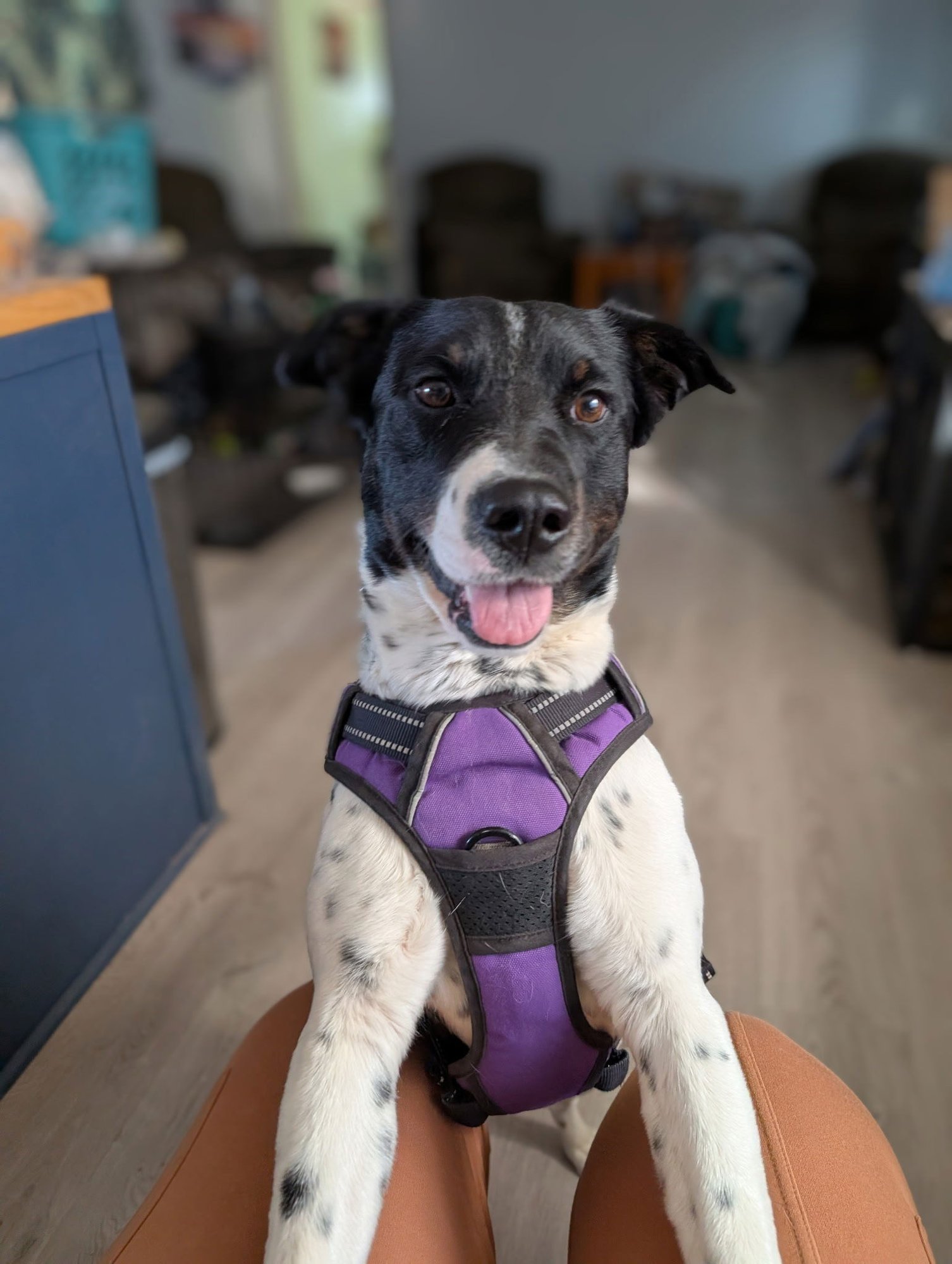 ROXY - Australian Cattle Dog/Blue Heeler / Rottweiler available for adoption