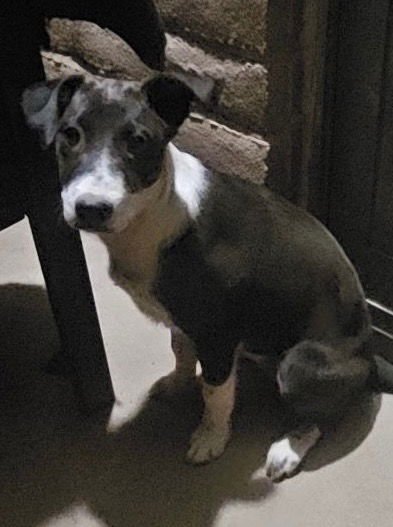 WHISKEY - Australian Kelpie / Border Collie available for adoption