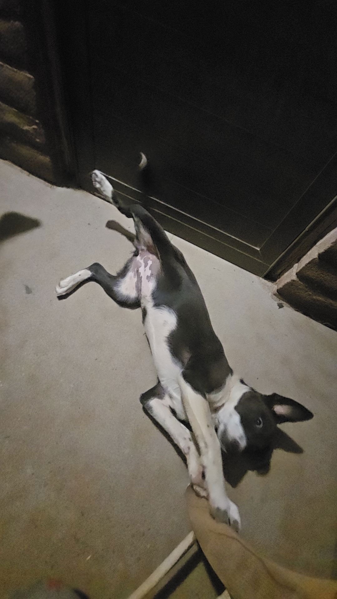 WHISKEY - Australian Kelpie / Border Collie available for adoption