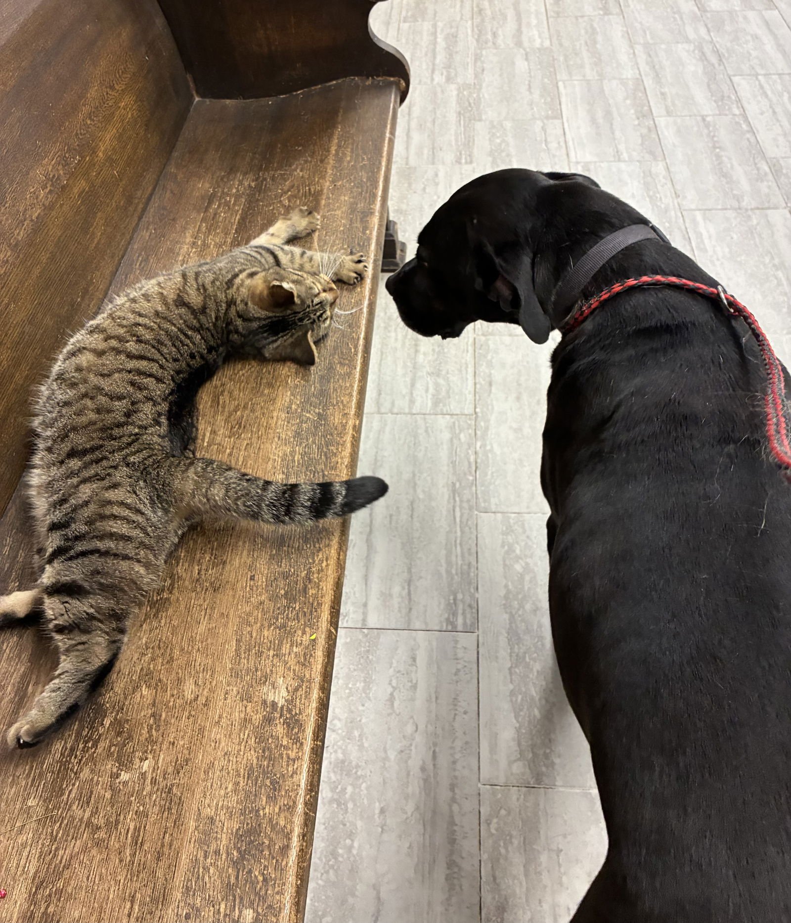 NOELLE - Labrador Retriever available for adoption