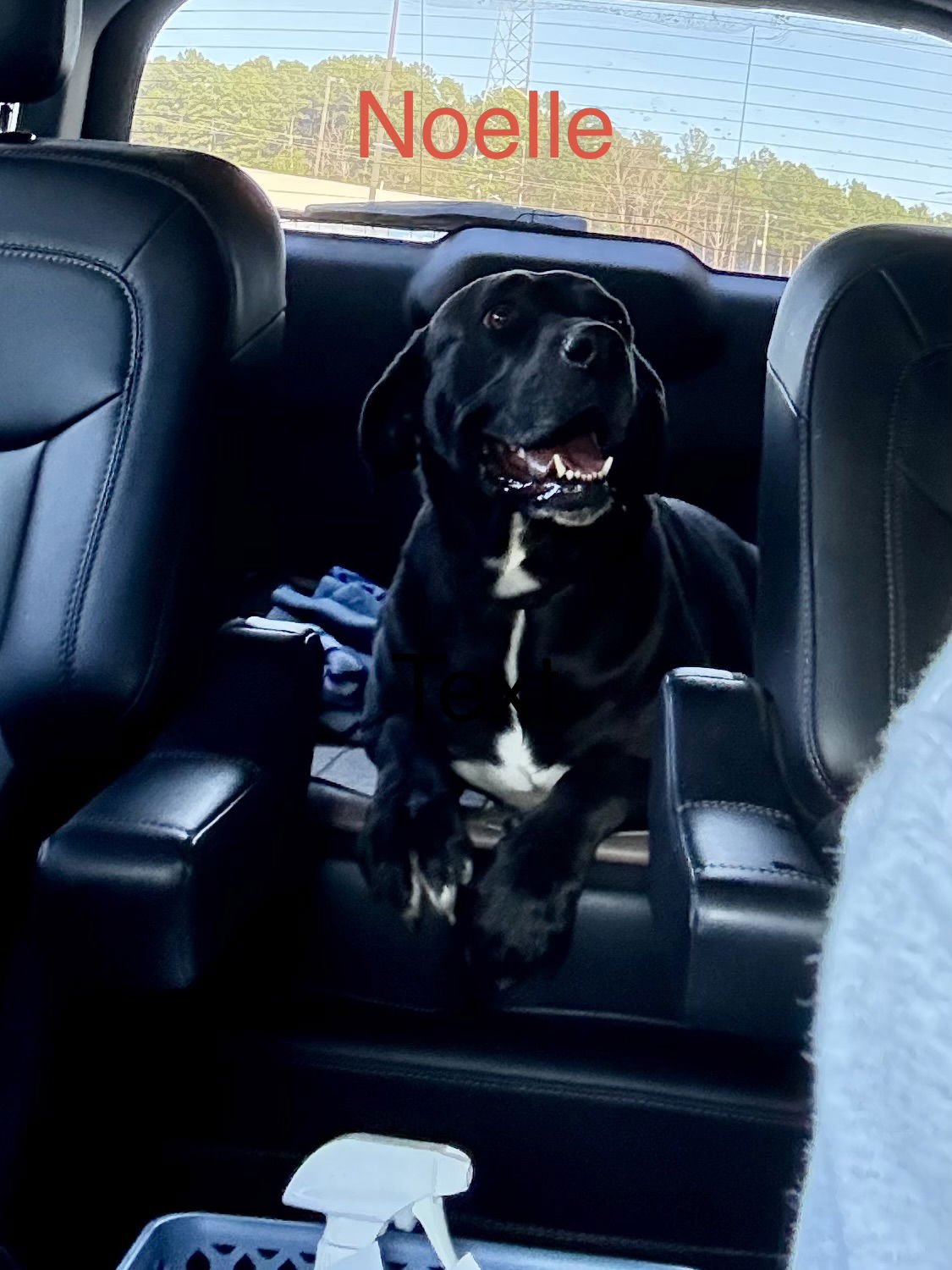 NOELLE - Labrador Retriever available for adoption