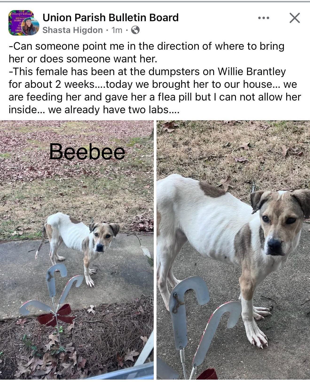 BEEBEE - Unknown available for adoption