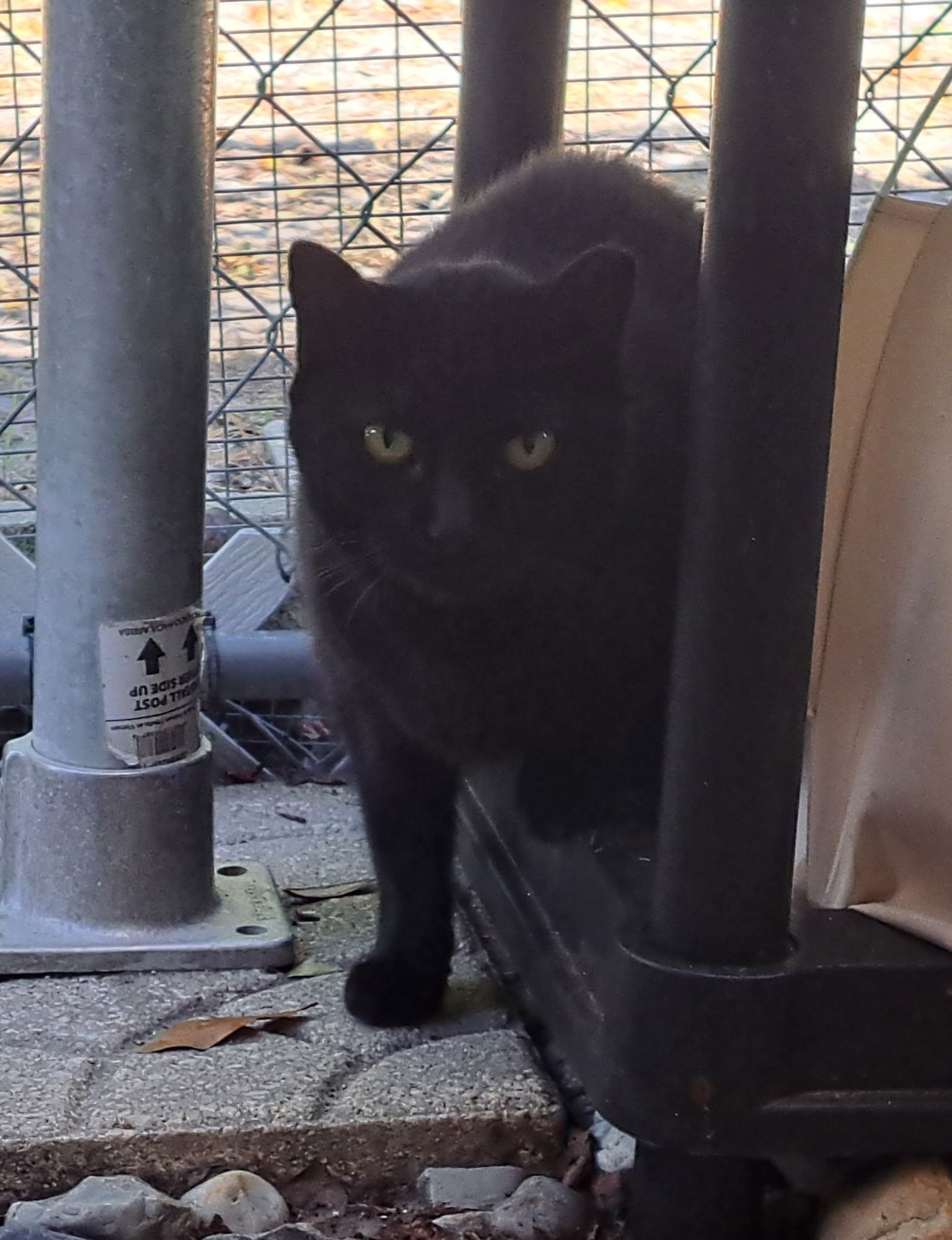 MAMA - Domestic Short Hair available for adoption