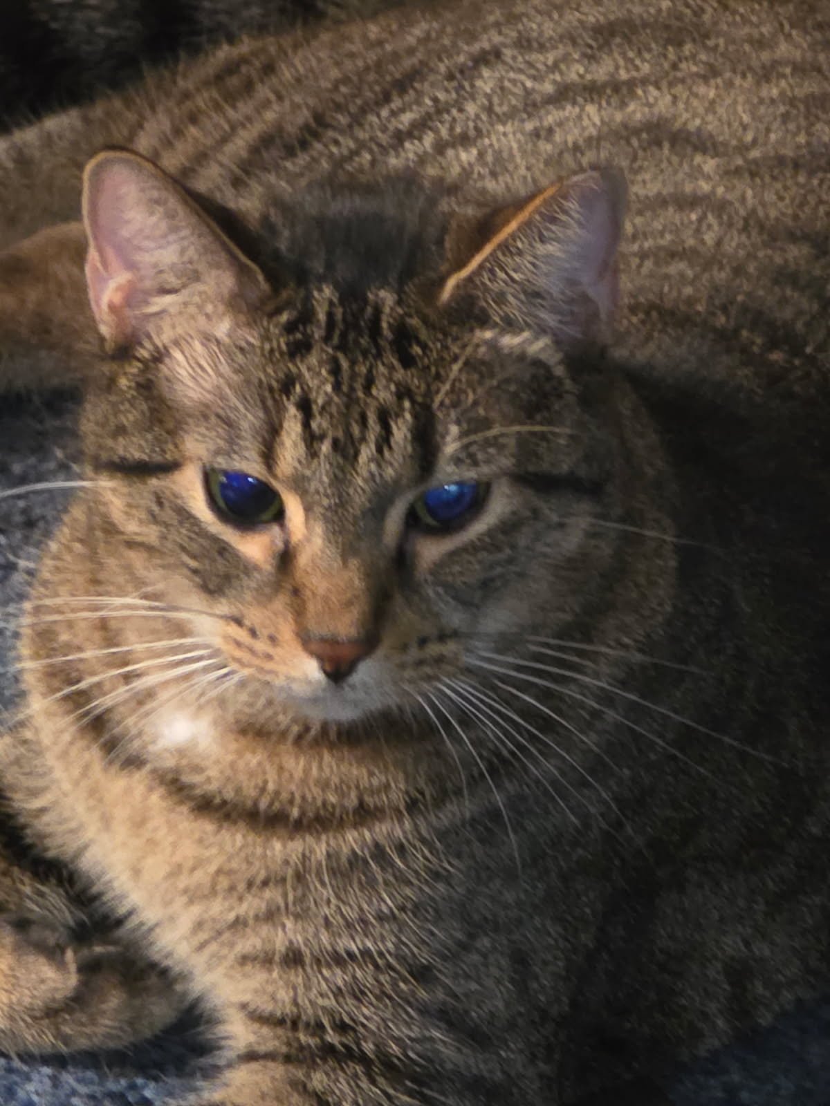 MAX - Domestic Short Hair available for adoption