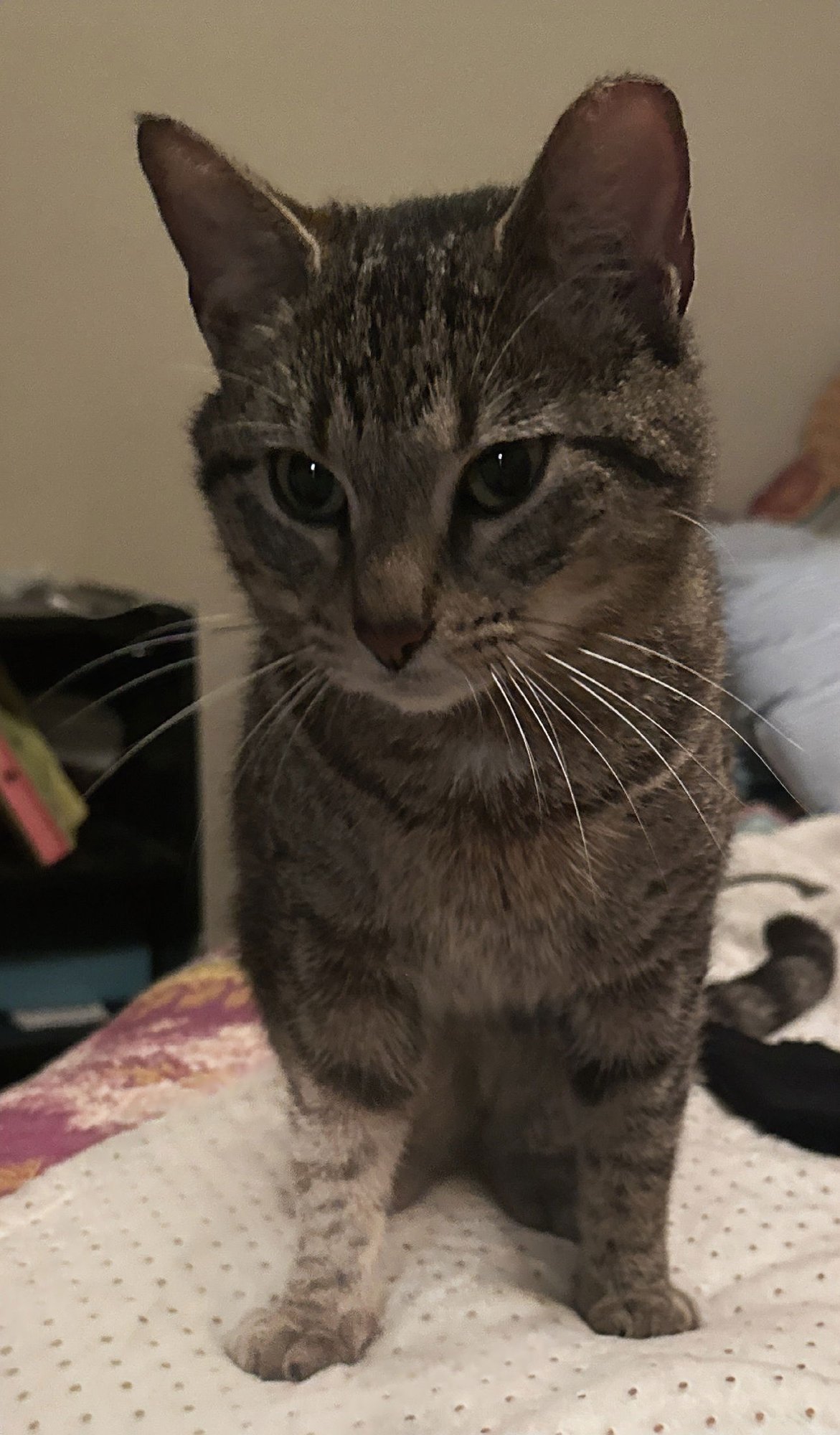 MAX - Domestic Short Hair available for adoption