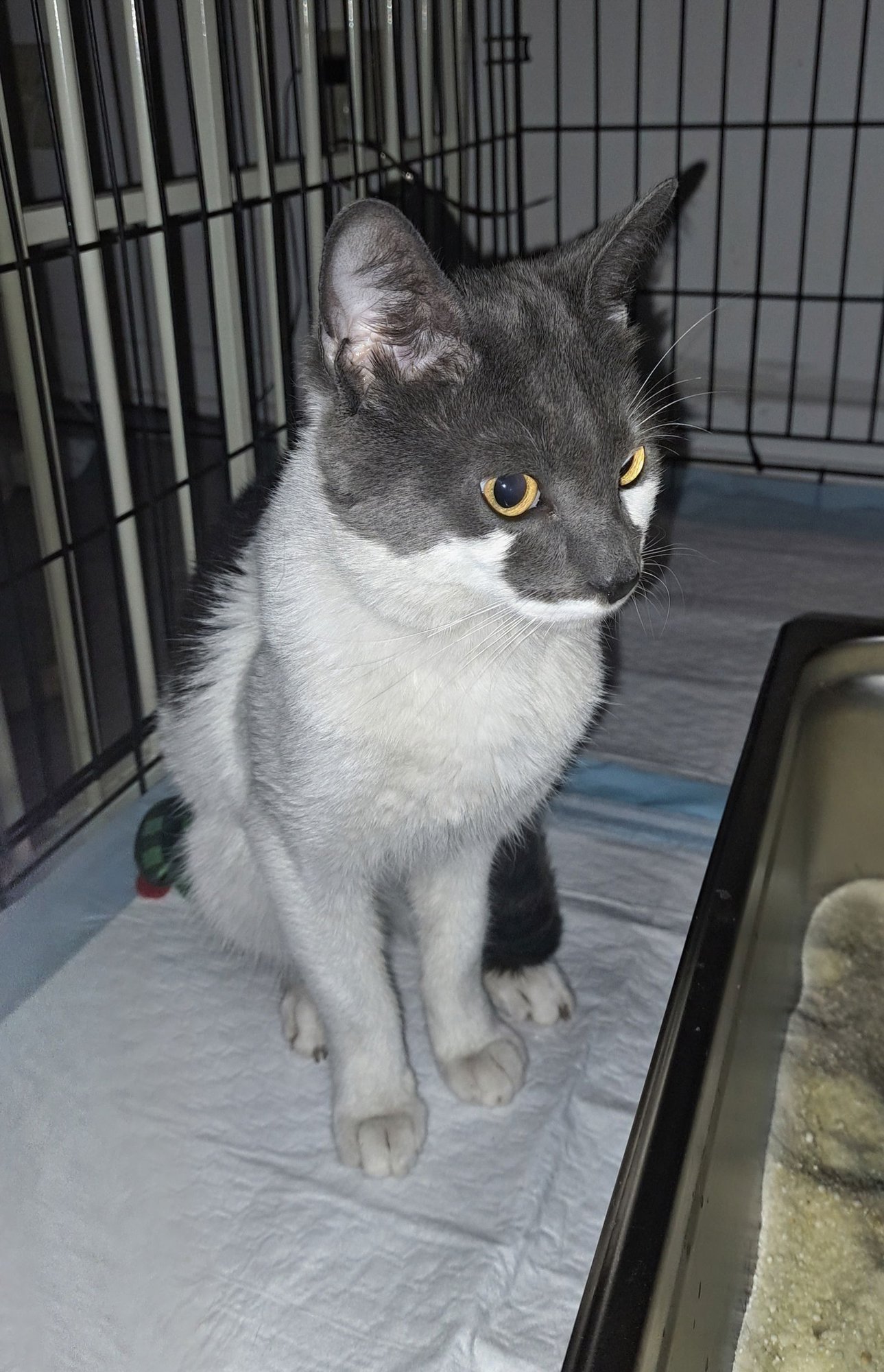 CLOUSEAU - Domestic Short Hair available for adoption