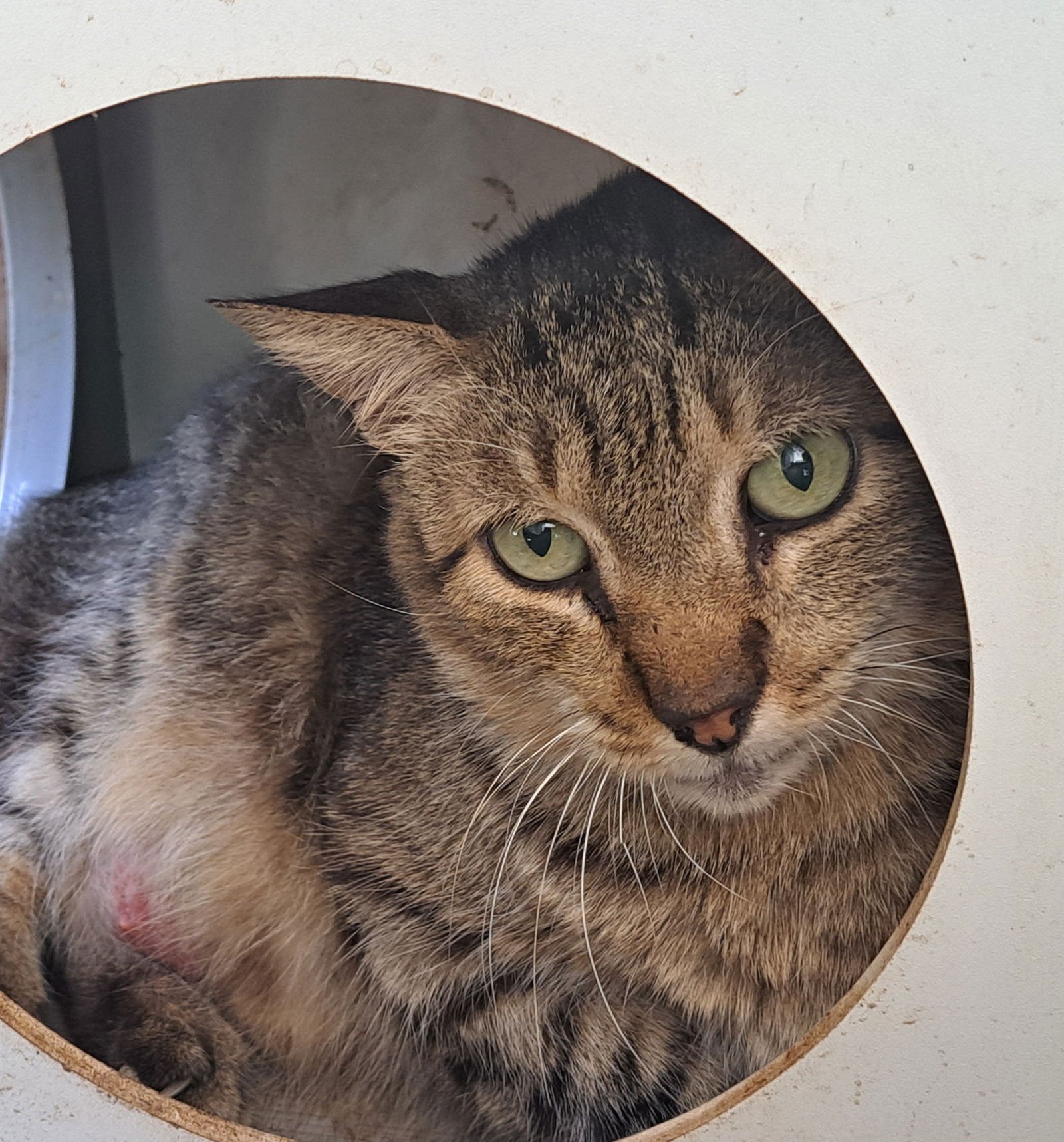 JAVA - Domestic Short Hair available for adoption