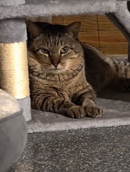 JAVA - Domestic Short Hair available for adoption