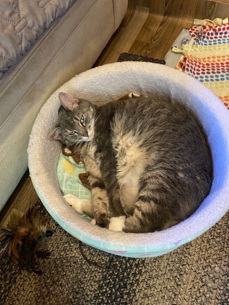 RYLIE - Domestic Short Hair available for adoption