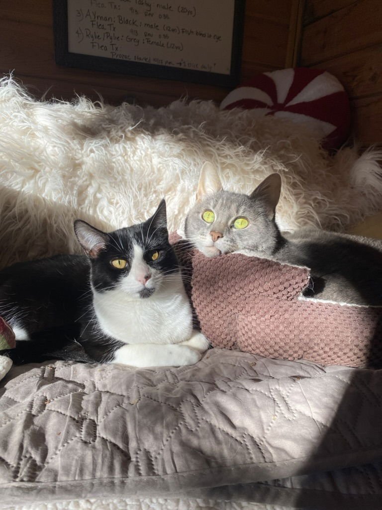 RYLIE - Domestic Short Hair available for adoption