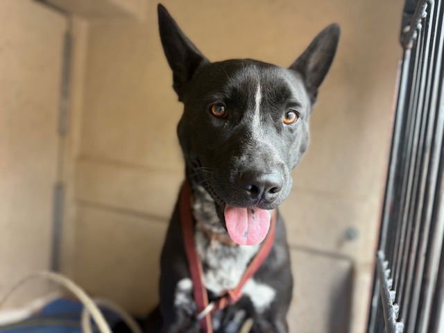 ROBBIE - Labrador Retriever / Australian Cattle Dog/Blue Heeler available for adoption