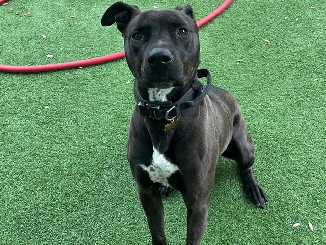 SHADOW - Pit Bull Terrier / Terrier available for adoption