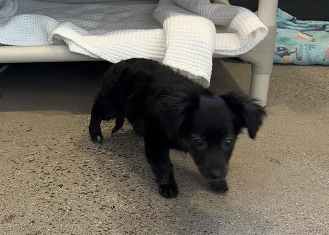 WOODSTOCK - Chihuahua / Terrier available for adoption