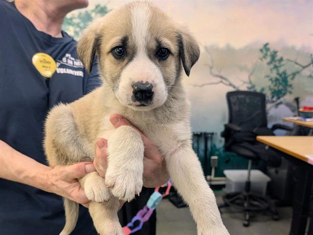 LEO - Anatolian Shepherd available for adoption