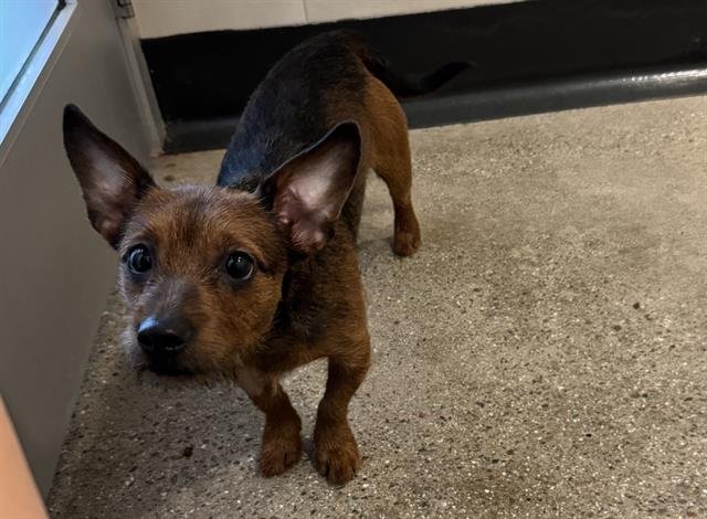 PEANUT - Chihuahua / Terrier available for adoption