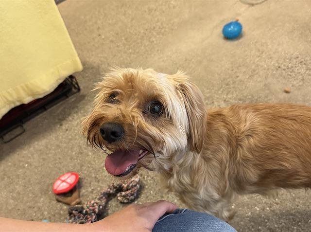 MUFFETT - Yorkshire Terrier Yorkie available for adoption