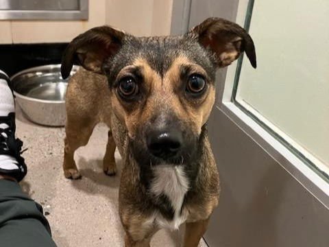 SAMANTHA - Chihuahua available for adoption