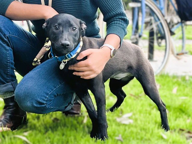 FLO - Labrador Retriever available for adoption