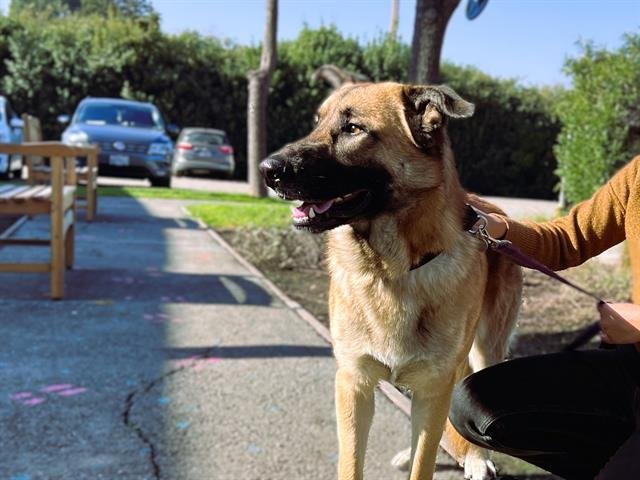 KEITH - German Shepherd Dog available for adoption