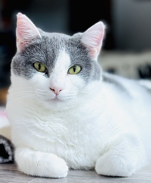 ISABELLA - Domestic Short Hair for adoption in San Francisco