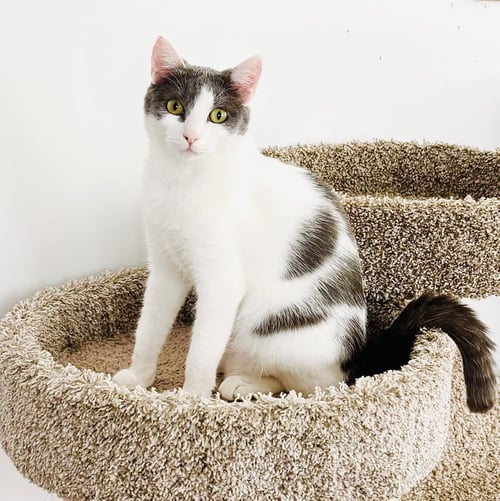 ISABELLA - Domestic Short Hair for adoption in San Francisco