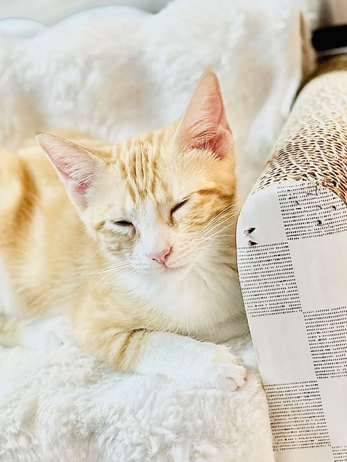 SANDY - Domestic Short Hair for adoption in San Francisco