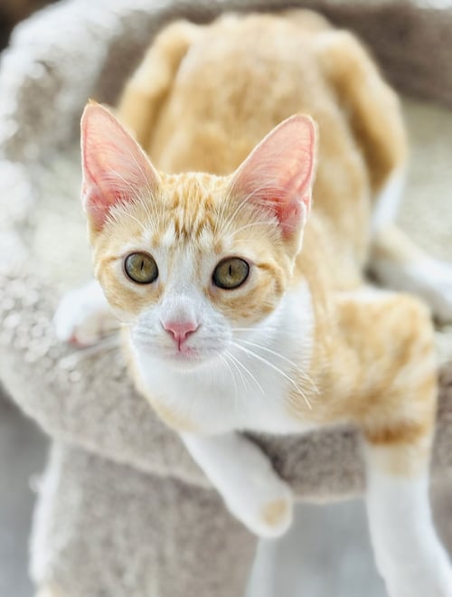 SANDY - Domestic Short Hair available for adoption