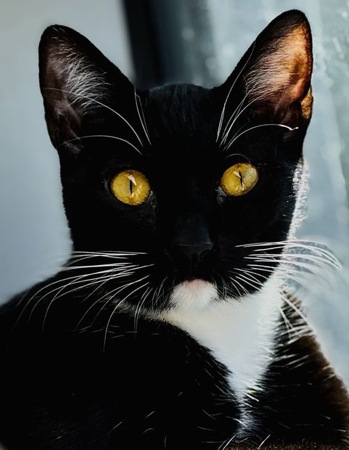 POPPY - Tuxedo for adoption in San Francisco