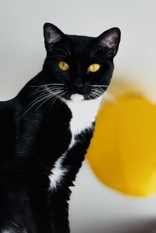 POPPY - Tuxedo for adoption in San Francisco