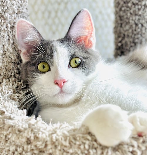 DELILAH - Ragdoll / Domestic Long Hair for adoption in San Francisco