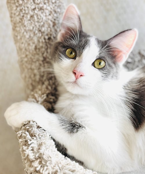 DELILAH