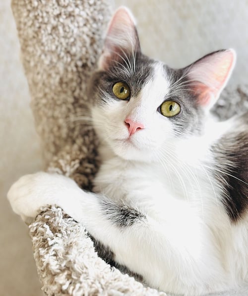 DELILAH - Domestic Long Hair available for adoption