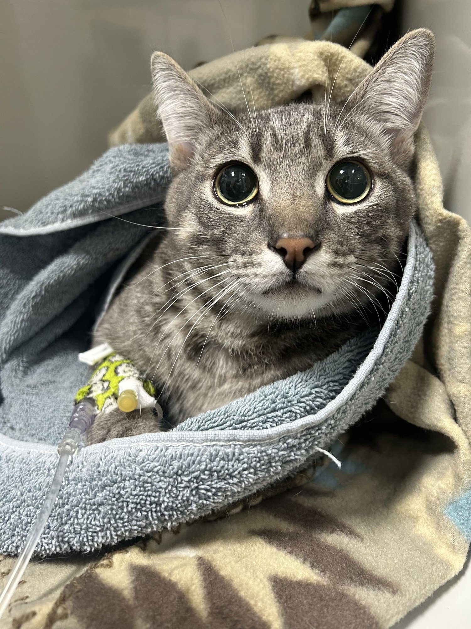 FISH - Egyptian Mau / Tabby available for adoption