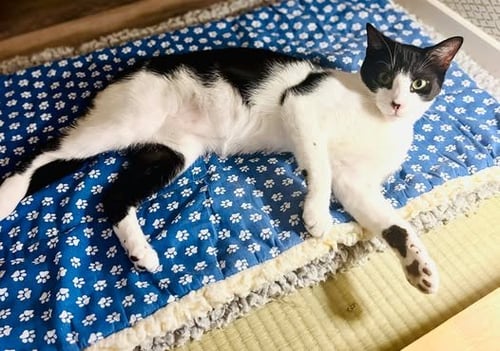 GOZER - Domestic Short Hair for adoption in San Francisco