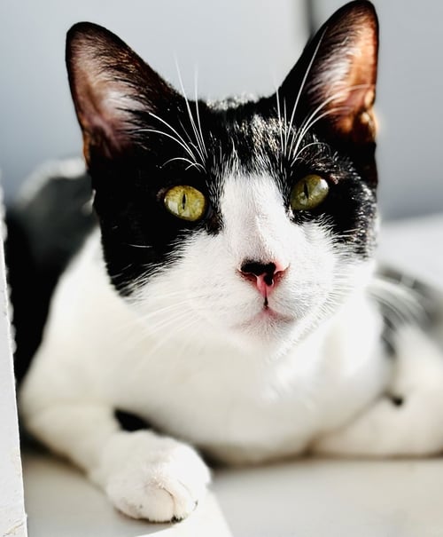 GOZER - Domestic Short Hair available for adoption