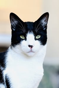 Gozer - Photo 1