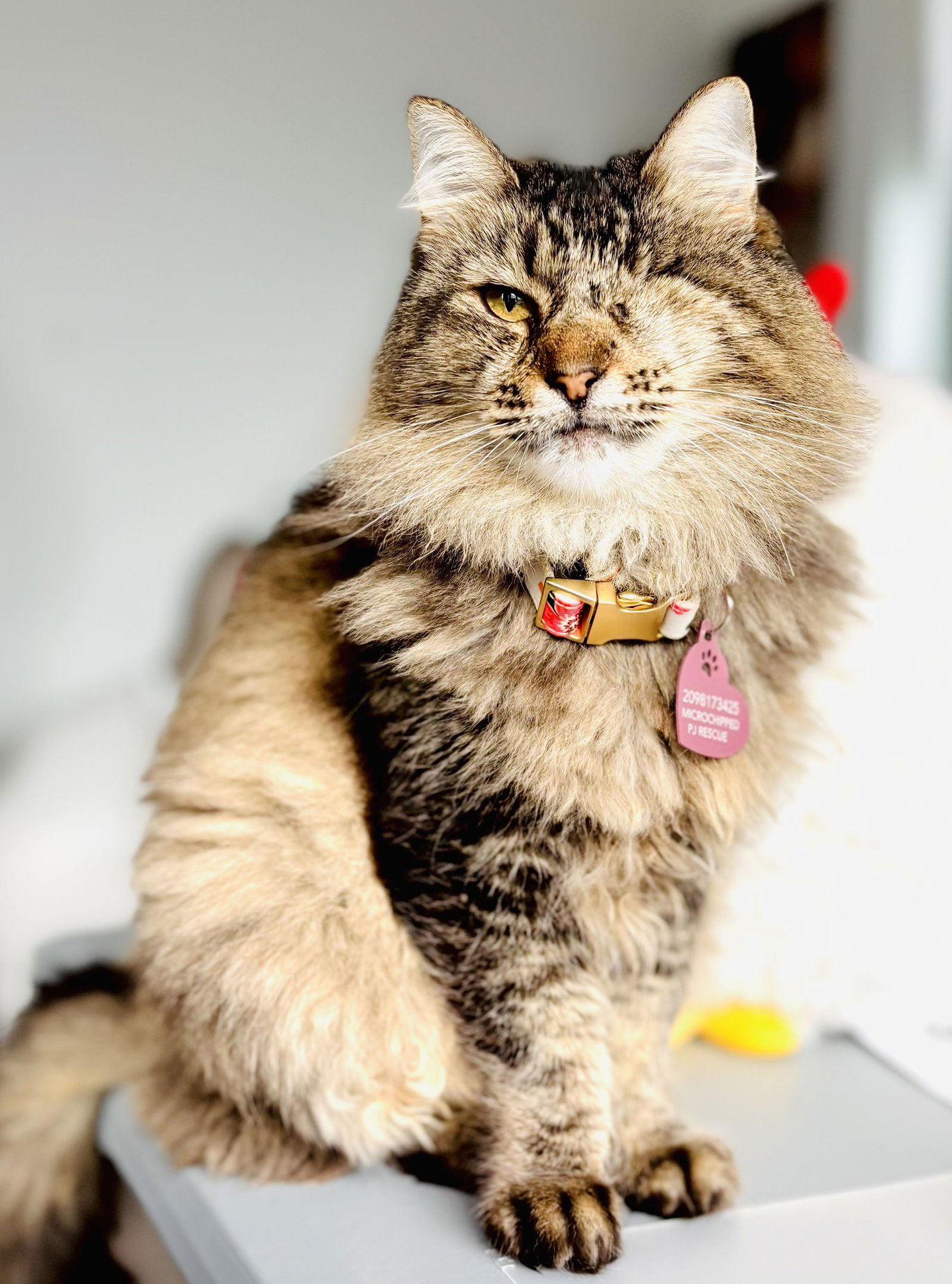 GRACIE - Ragamuffin / Tabby available for adoption