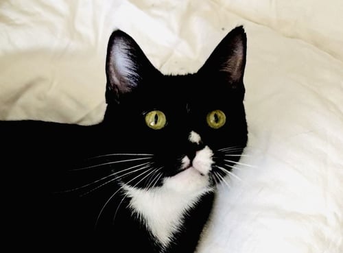 FELIX - Domestic Short Hair for adoption in San Francisco