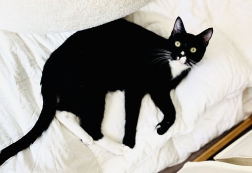FELIX - Domestic Short Hair available for adoption