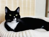 Felix - Photo 1