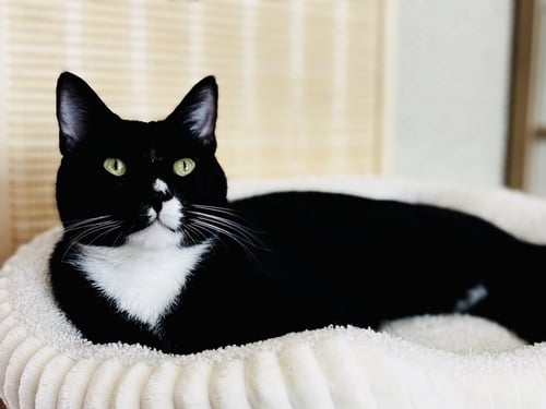 FELIX - Domestic Short Hair for adoption in San Francisco